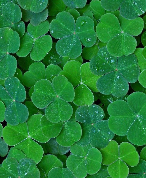 、身体炸划算还有节日限定香薰、香包pg电子中国香香好物丨欧珑正装香水(图6)